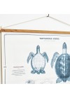 poster-tartaruga-ambientado-zoom-lateral