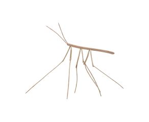 escultura-bicho-pau-n2