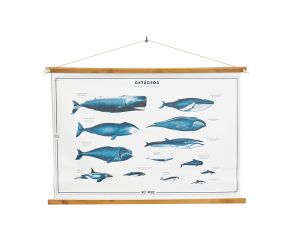 poster-cetaceos 