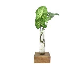 Vaso Tubo