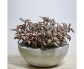 vaso em concreto grande